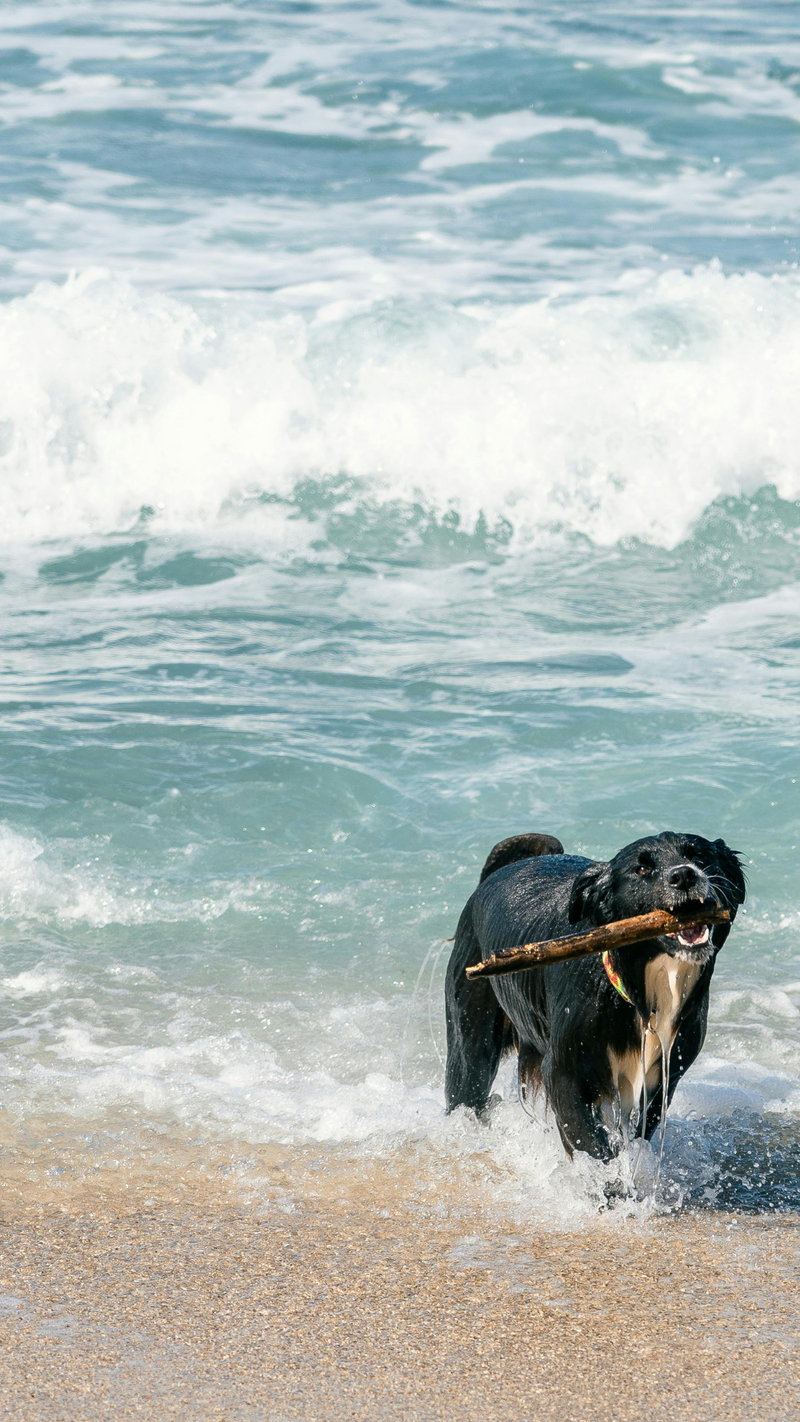 Våra bästa sommartips för hunden