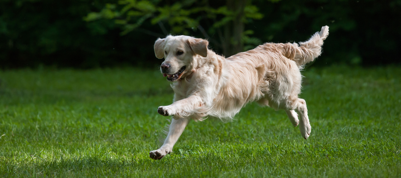 Body Condition Score - så avgör du om din hund har ett hälsosamt hull