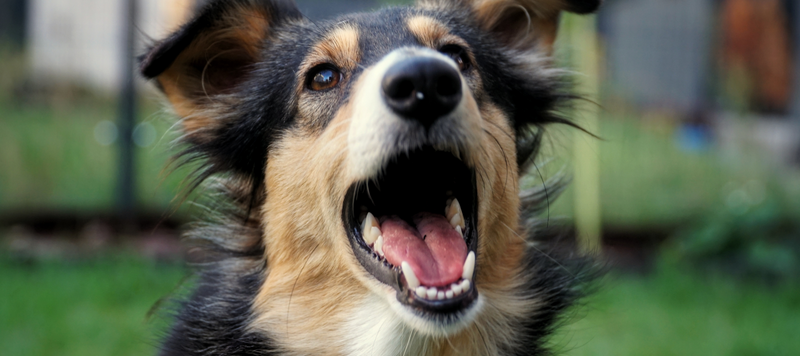 Hur många tänder har en hund?