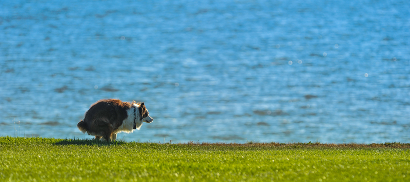 Förstoppning hos hund - orsaker, symtom och behandling