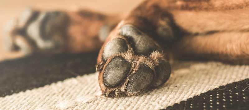 Vilket hundfoder passar en hund med känslig hud?