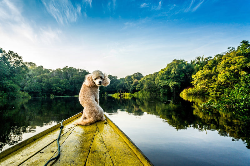 Våra bästa tips för en härlig sommar med hund!