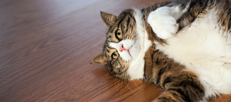 Övervikt hos katt och hund