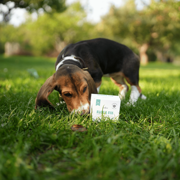 Petgood Flora Fix - probiotika för hund