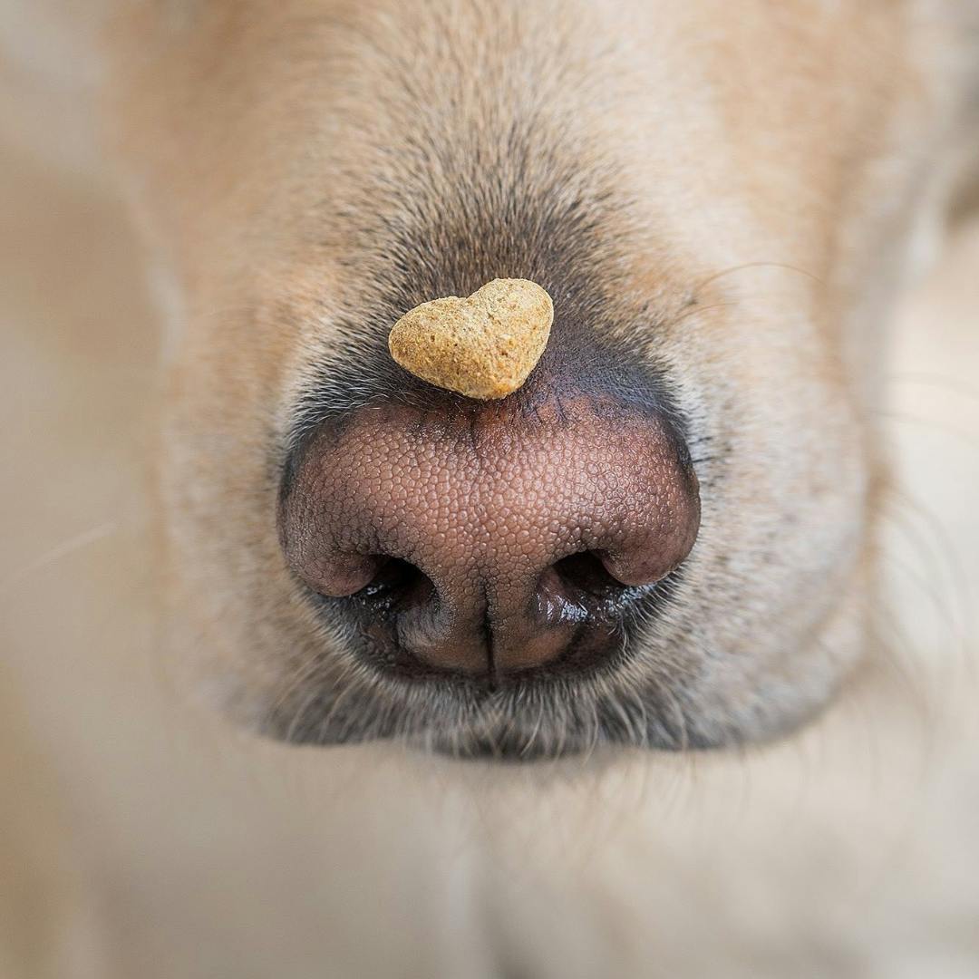 Dog treats with insect protein - heart shaped