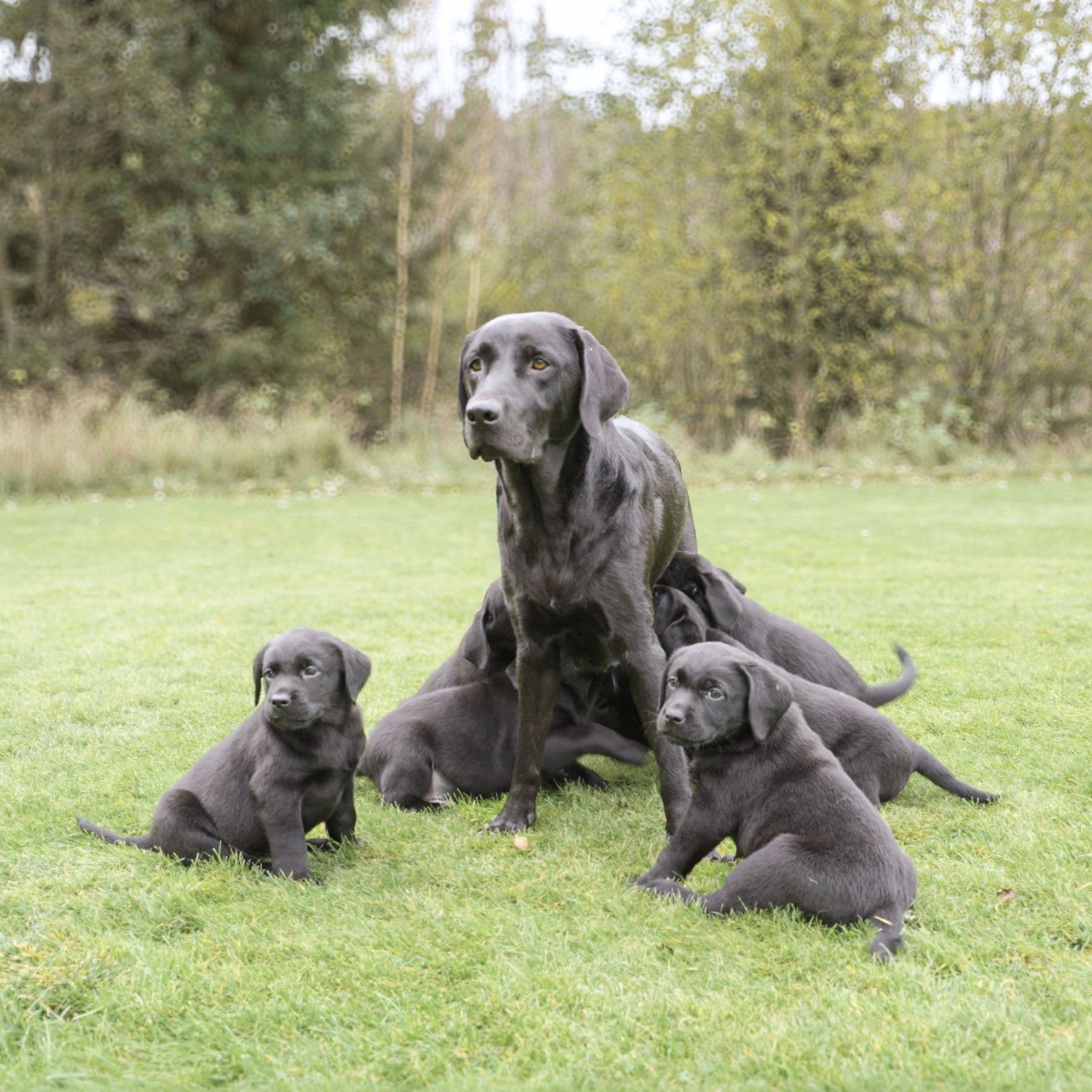 https://a.storyblok.com/f/236174/1800x1800/3df32cb4e3/breeder-club-dog-with-puppies.jpg