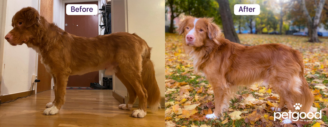 Simba's story