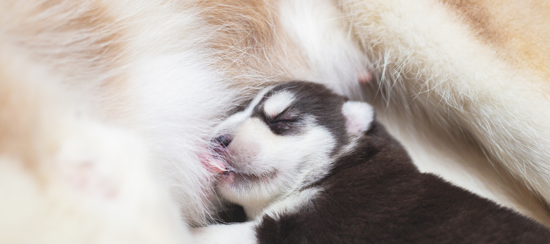 The puppies are here! 🐾 Part 2 of 4