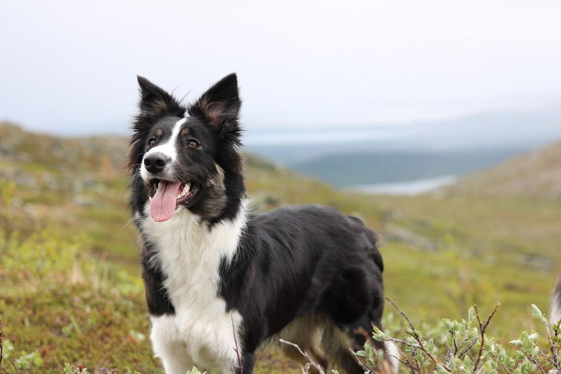 Meet our ambassador Amanda and High Peak's Kennel!