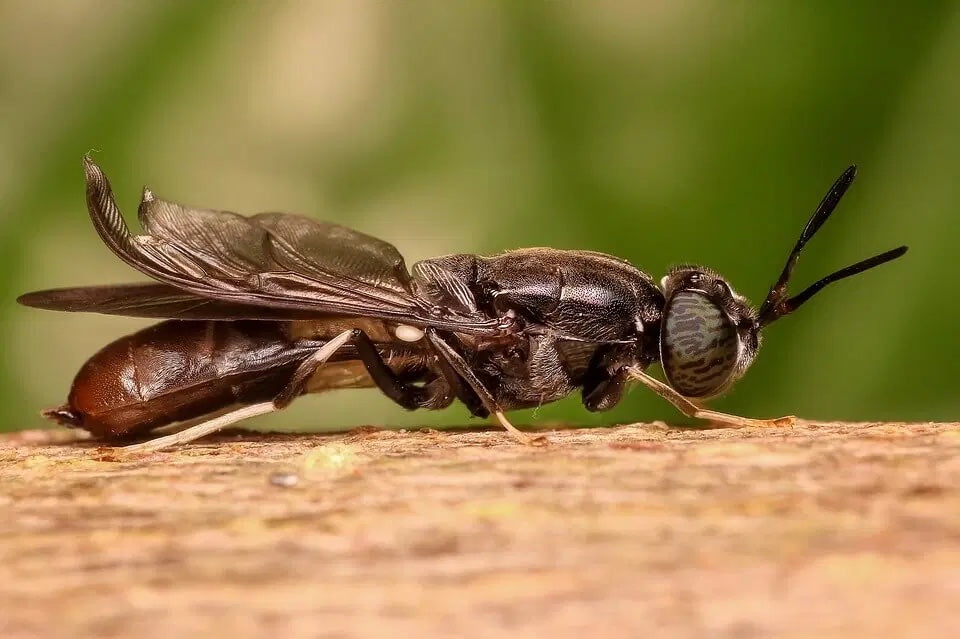 Insect Protein - How does the production work?