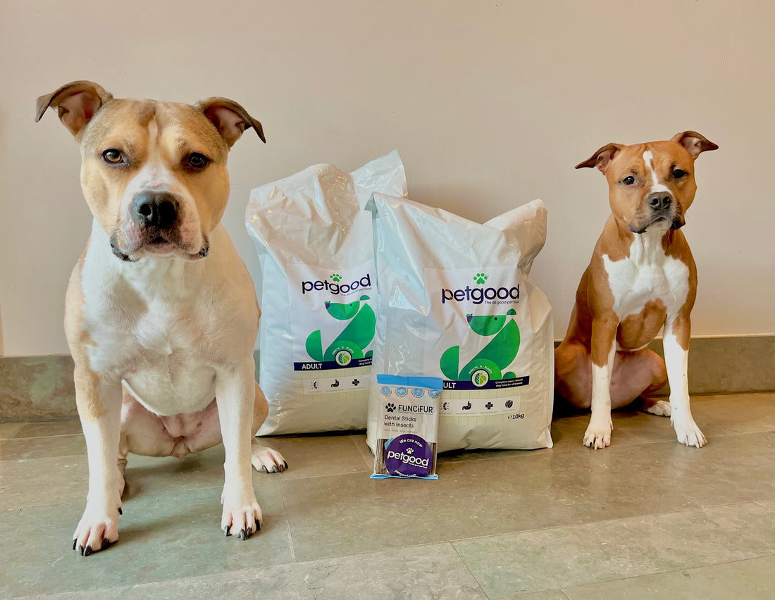 Akira & Katana @akira.katana.amstaff