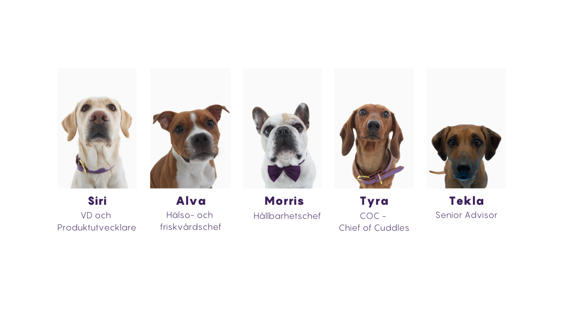 Petgood dogs