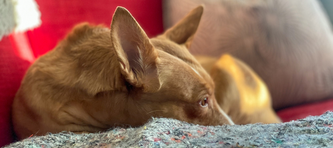 Podencos - the dog breed that has taken over my heart