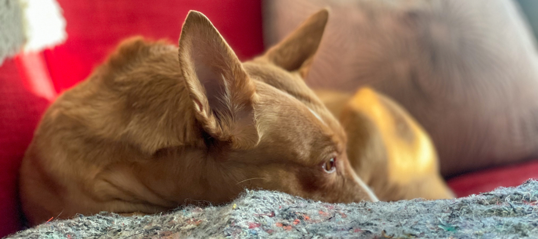 Podencos - the dog breed that has taken over my heart