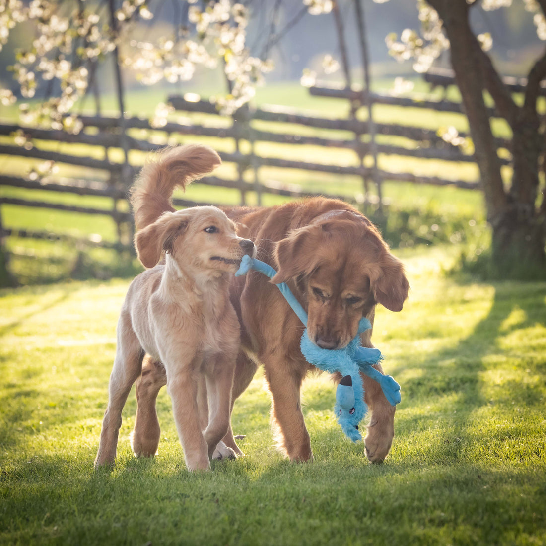 Woody & Caspian @woodielicious