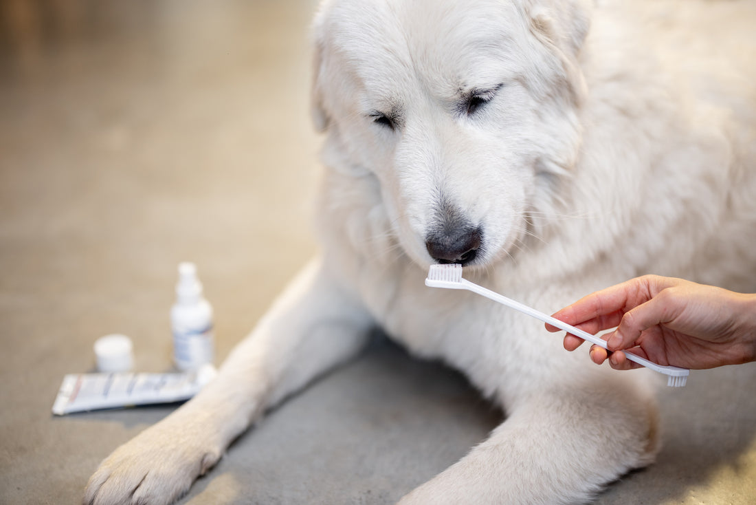dog tooth brushing