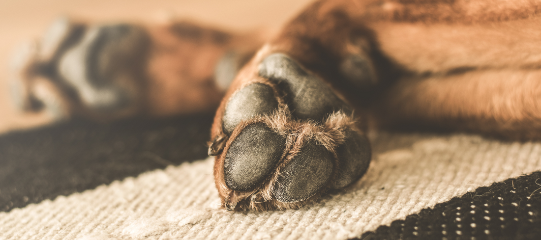 Vilket hundfoder passar en hund med känslig hud?