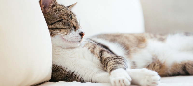 Hur mycket sover en katt?
