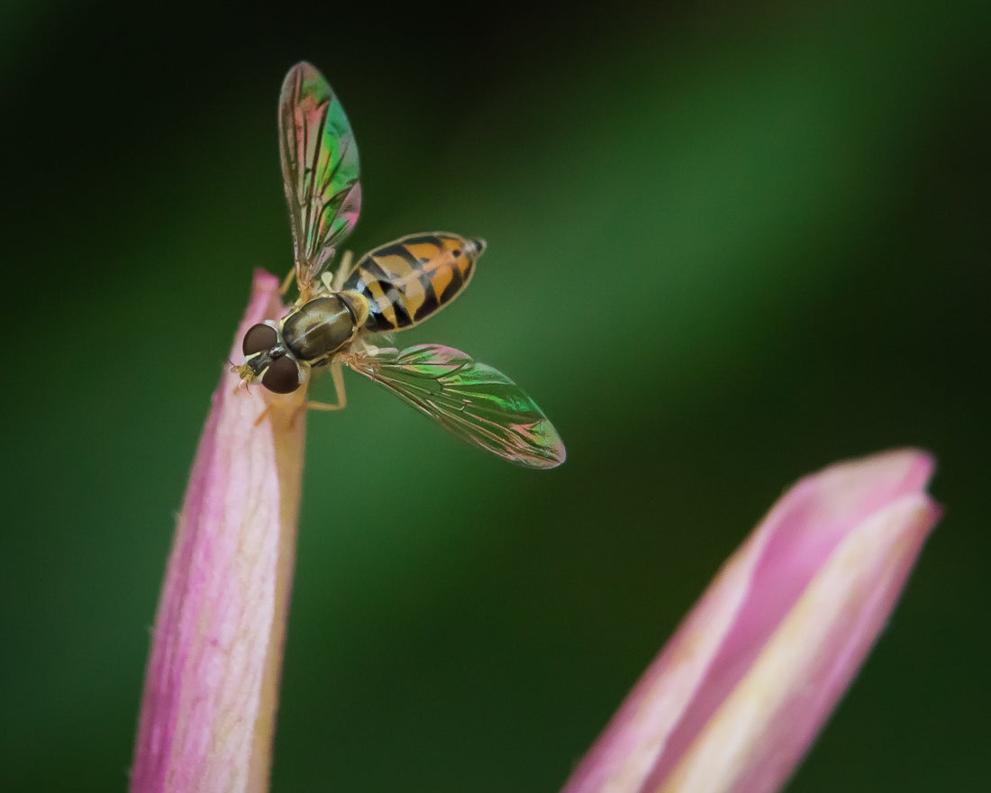 10 most common questions about insect based pet food