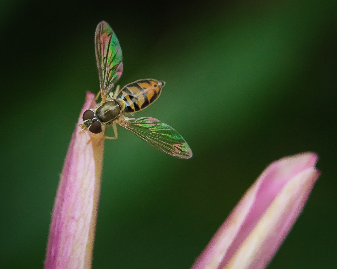 10 most common questions about insect based pet food