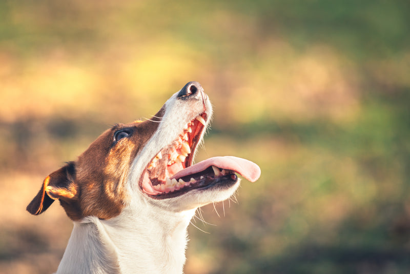 dental health in dogs