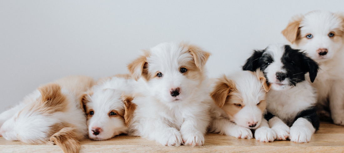 The puppies are growing fast 🍼 Part 3 of 4