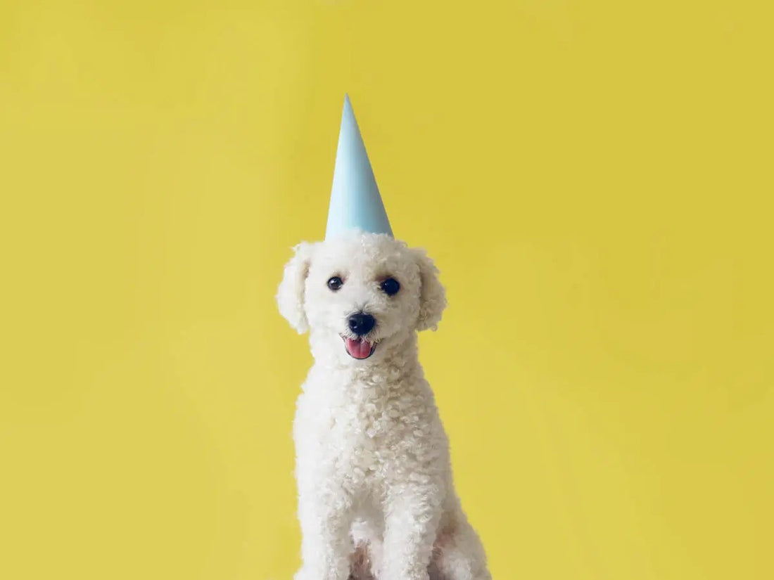 Dog age in human years