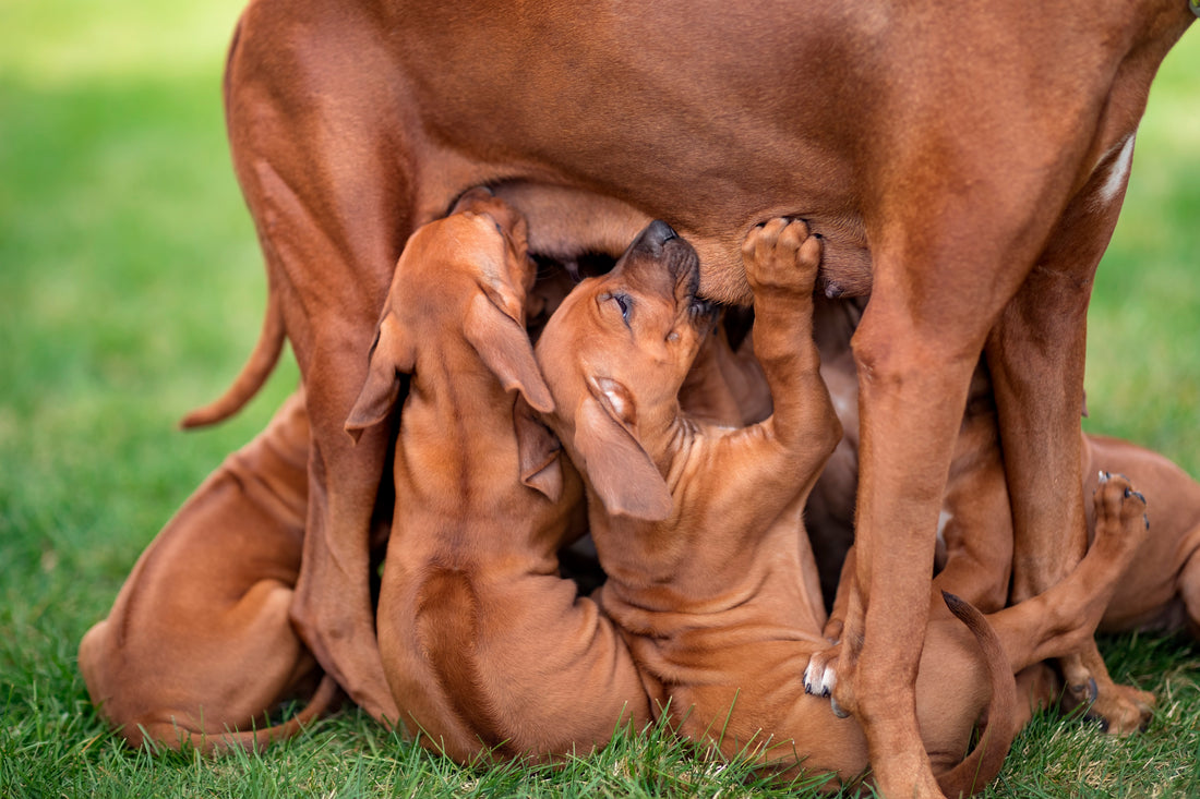 Pregnant dog feeding chart 🍼