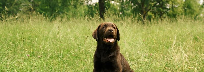Den första hunden – vilken ras passar bäst?