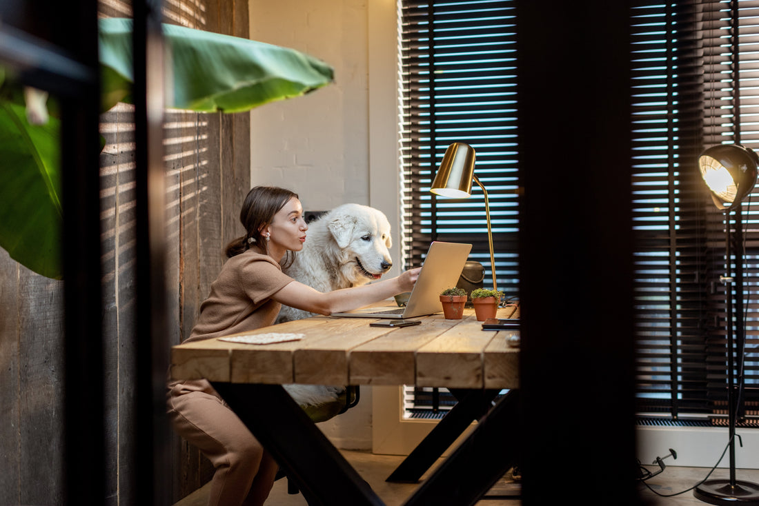 Tips dogs in office