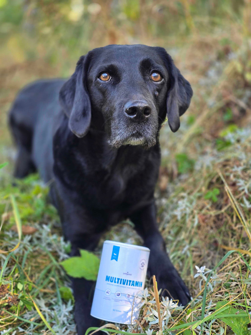 Petgood Multivitamin Senior - insektsbaserat kosttillskott för hundar