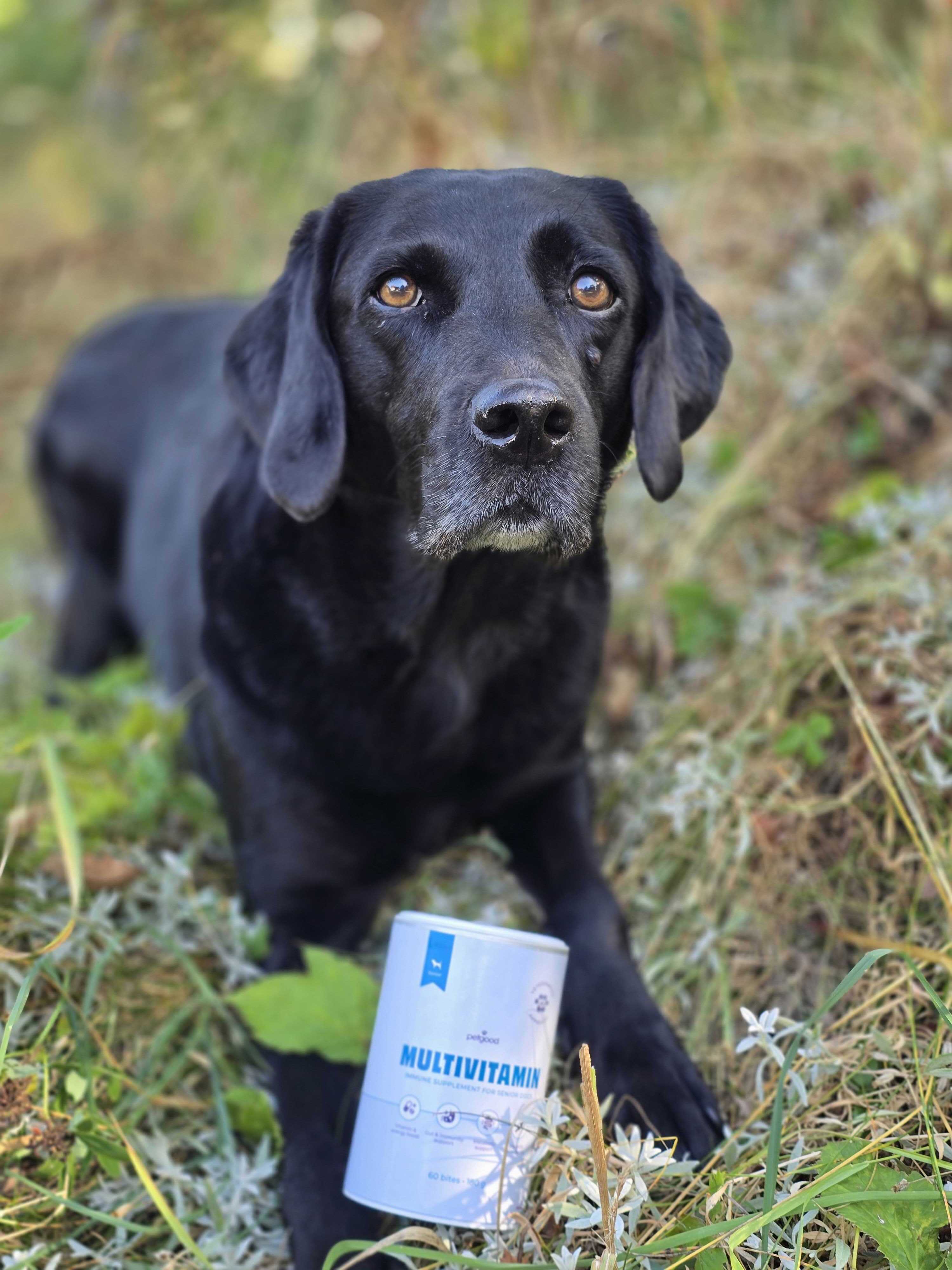 Petgood Multivitamin Senior - insektsbaserat kosttillskott för hundar