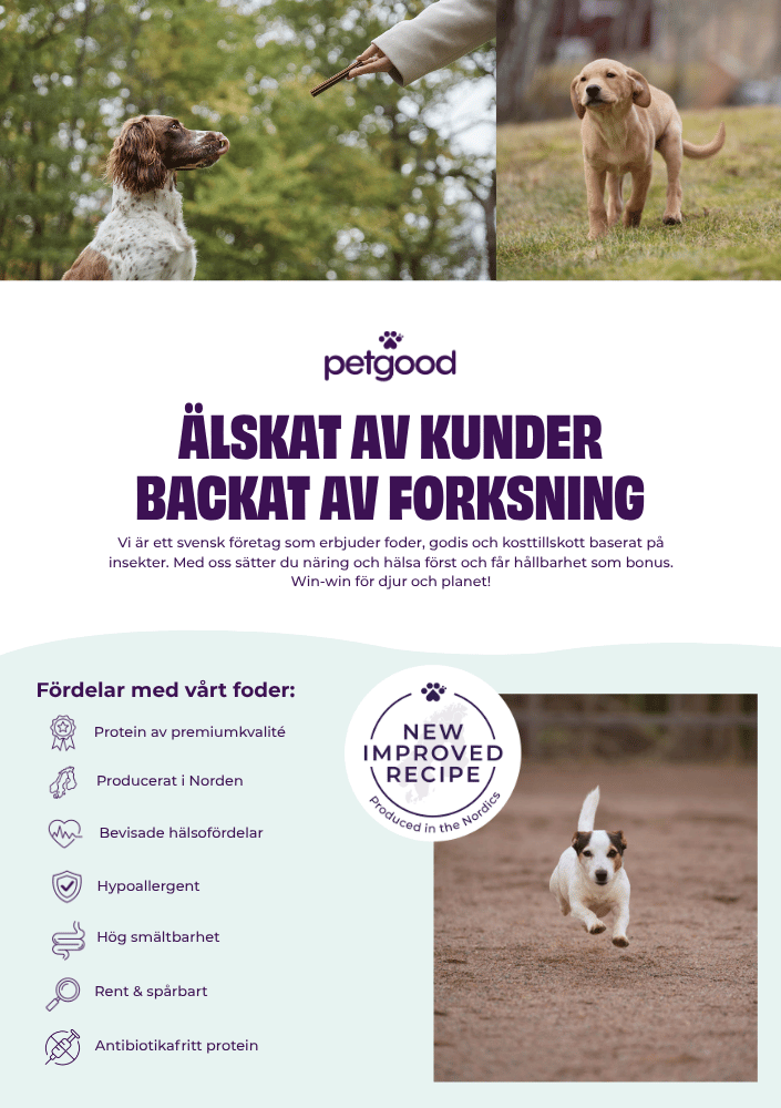 WH: Hundsport flyer