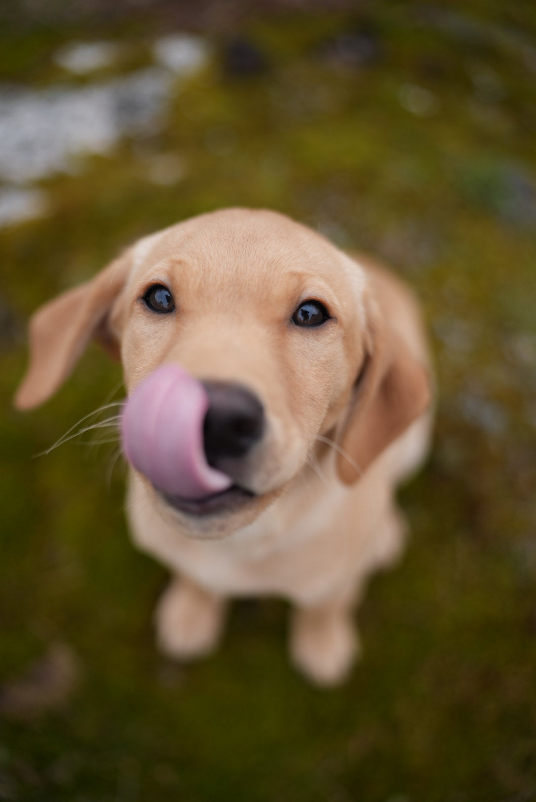 Insect-based Premium Food - Puppy