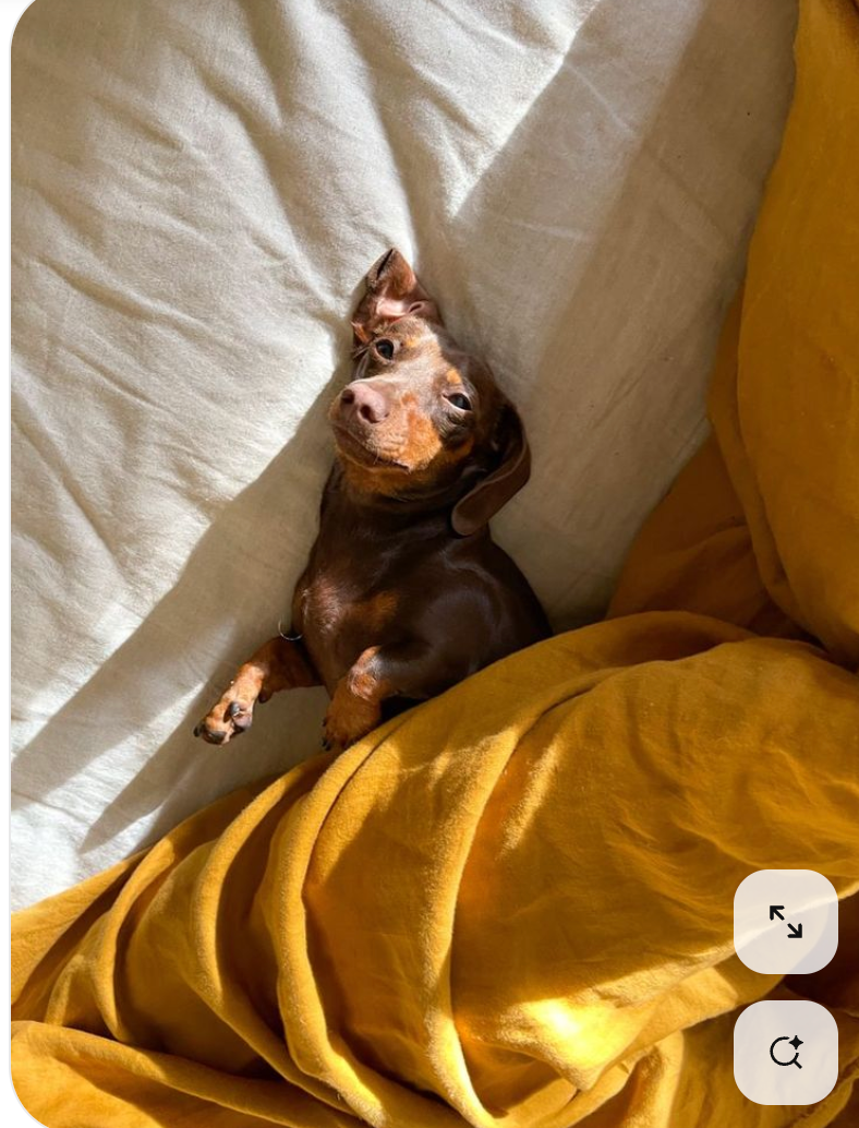 Lugnande godis för hund