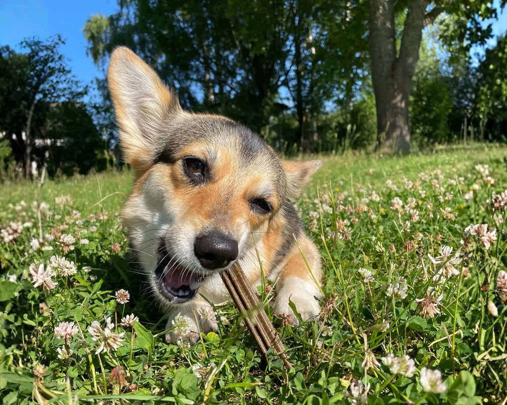 Dental Sticks för hund
