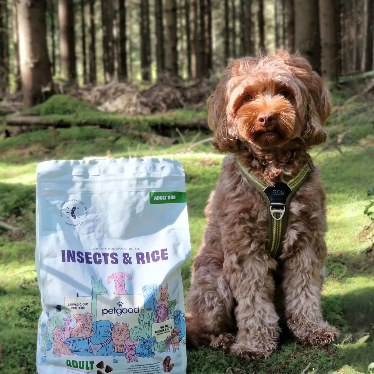 Insects & Rice - Adult Dog