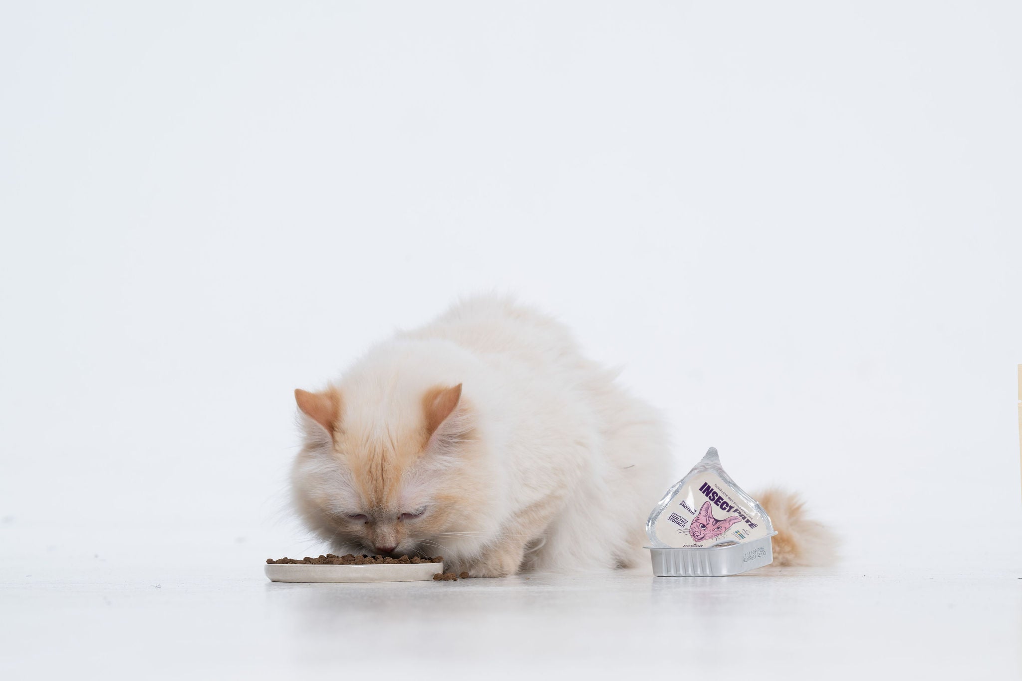 Insect paté wet food - cat - 85g