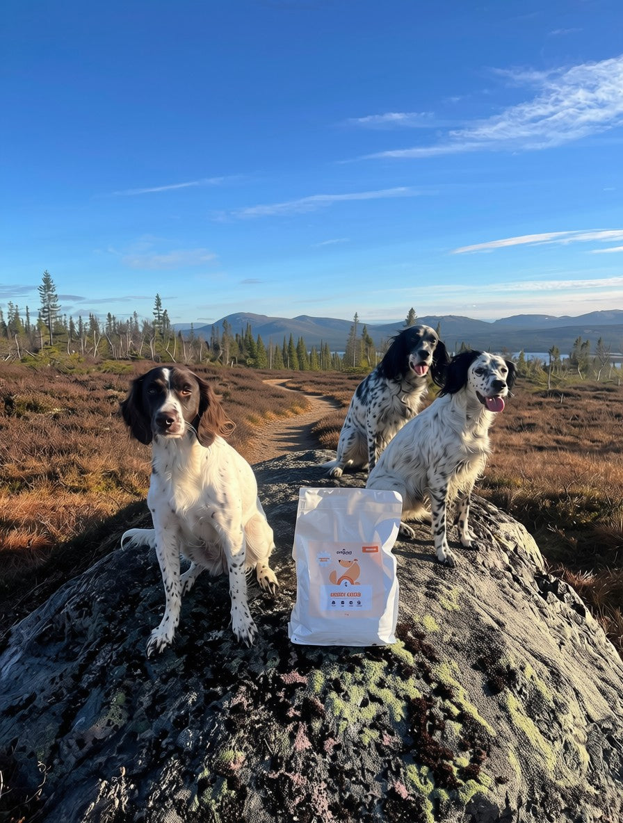 Insect-based Premium Food - Active Dog