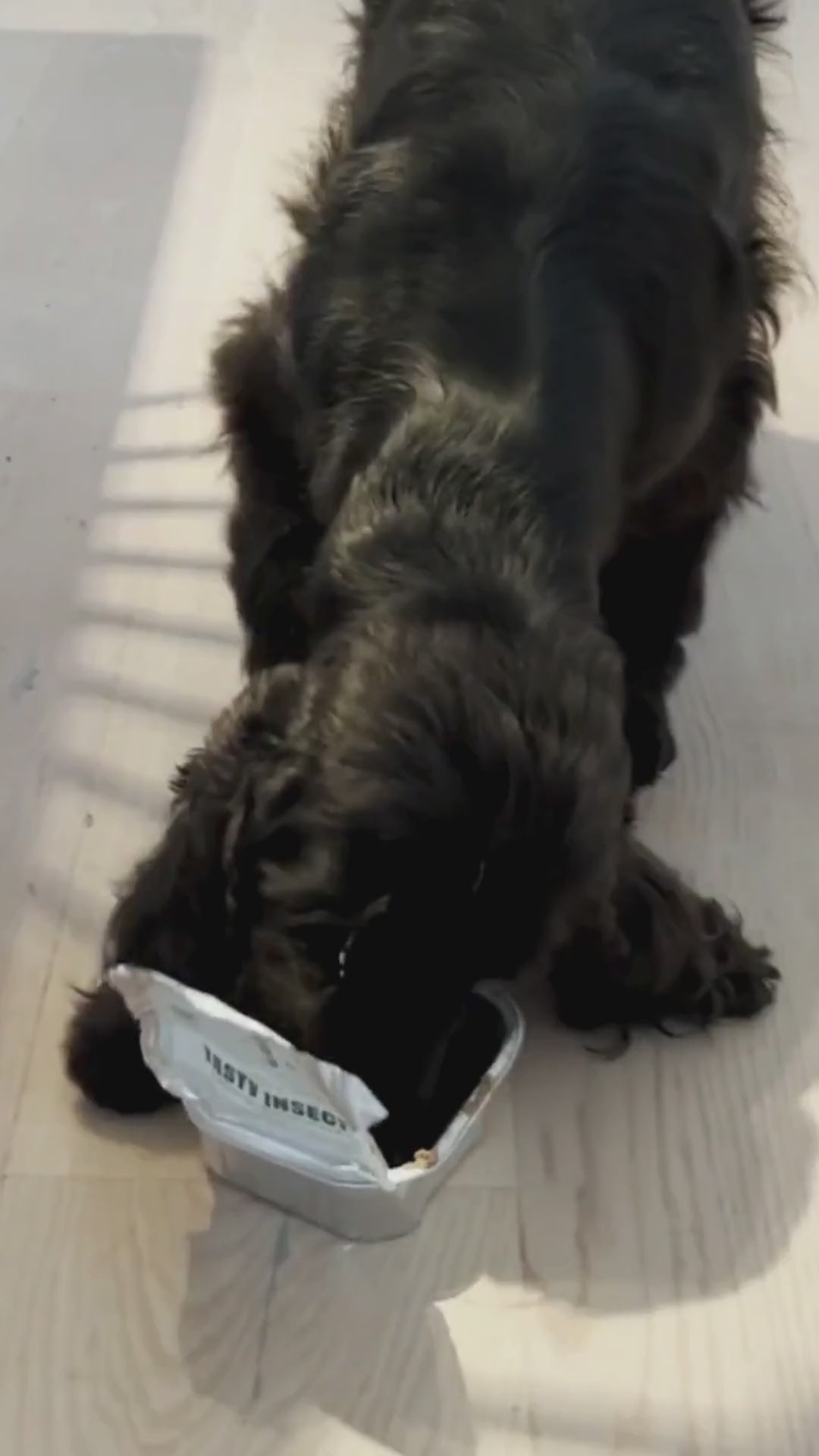 Insekts-paté våtfoder - hund