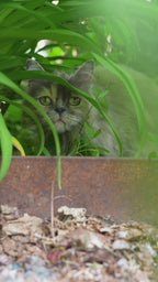 Kattgodis