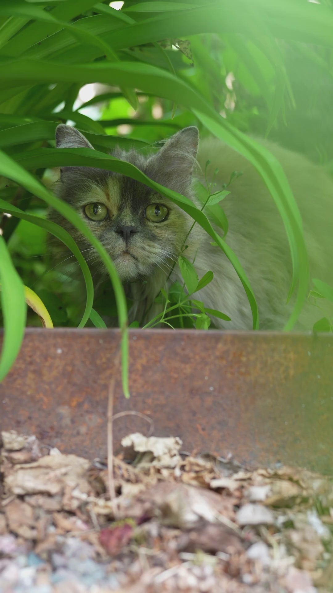 Kattgodis
